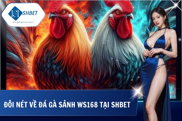 Đá Gà Sảnh WS168 - Sân Chơi Chiến Kê Đẳng Cấp Nhất Hiện Nay Sơ lược về đá gà