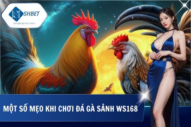 Đá Gà Sảnh WS168 - Sân Chơi Chiến Kê Đẳng Cấp Nhất Hiện Nay Mẹo cực hay