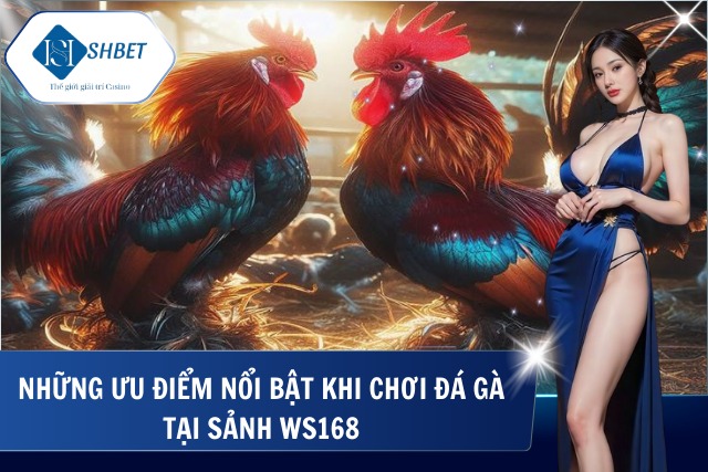 Đá Gà Sảnh WS168 - Sân Chơi Chiến Kê Đẳng Cấp Nhất Hiện Nay Ưu điểm nổi bật khi chơi
