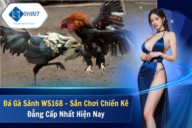 Đá Gà Sảnh WS168